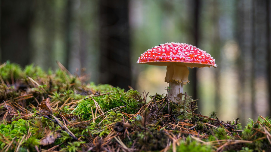 mushroom in a forest, fallback image